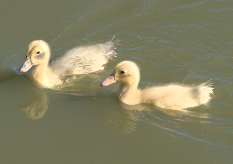 Ducklings