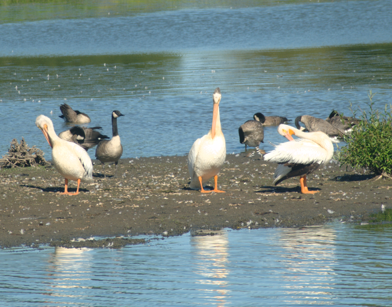 Pelicans and Canada Geese