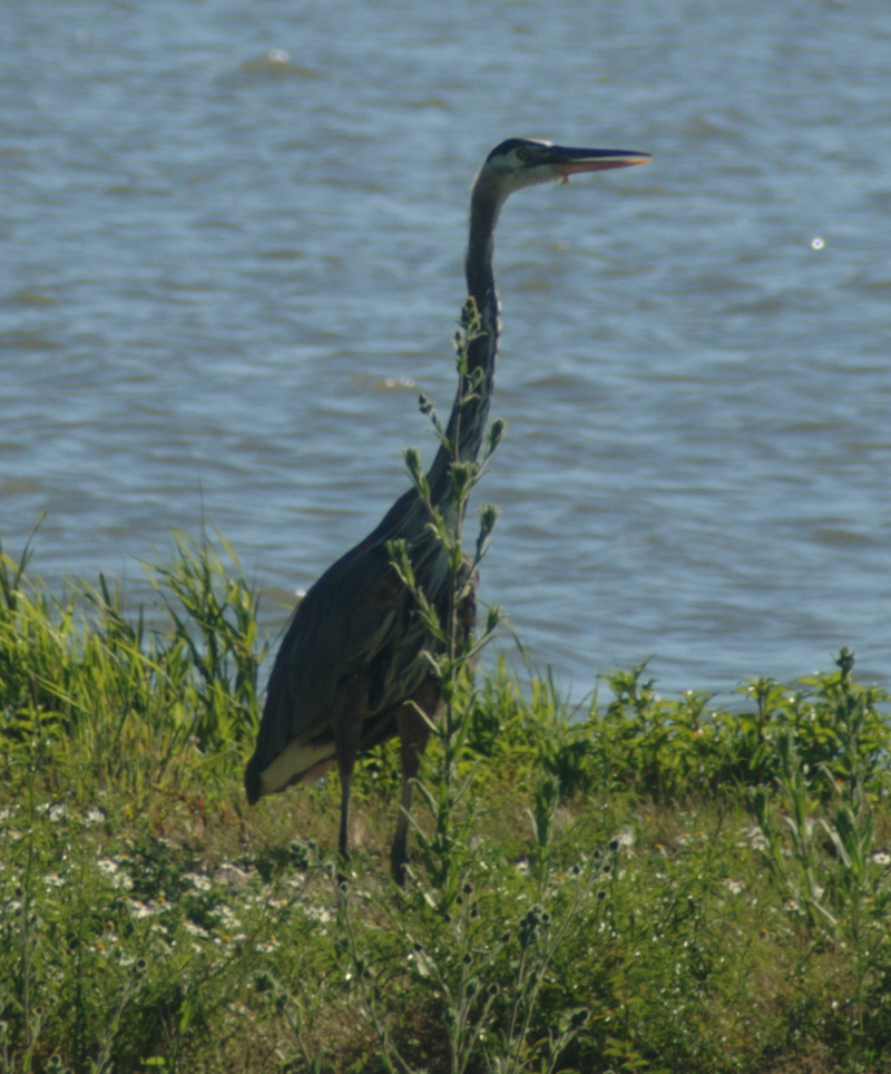a Great Blue Heron
