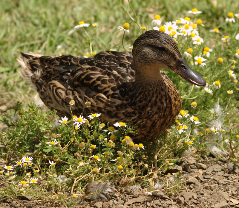 Female Northern Pintail Duck