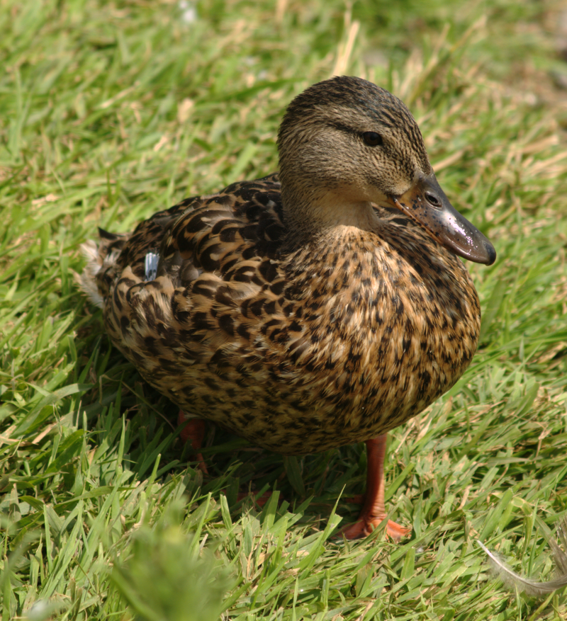 Northern Pintail Duck
