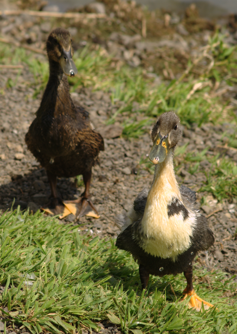 Ducklings