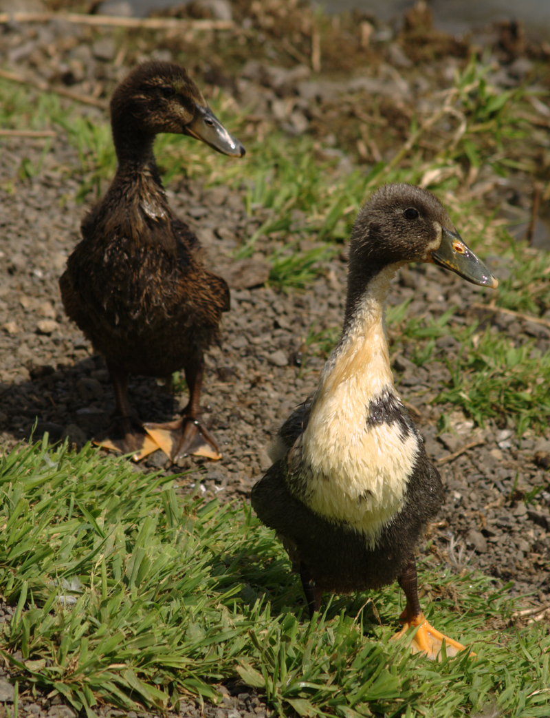Ducklings