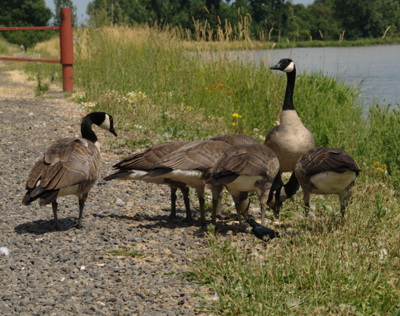 Canada Goose family
