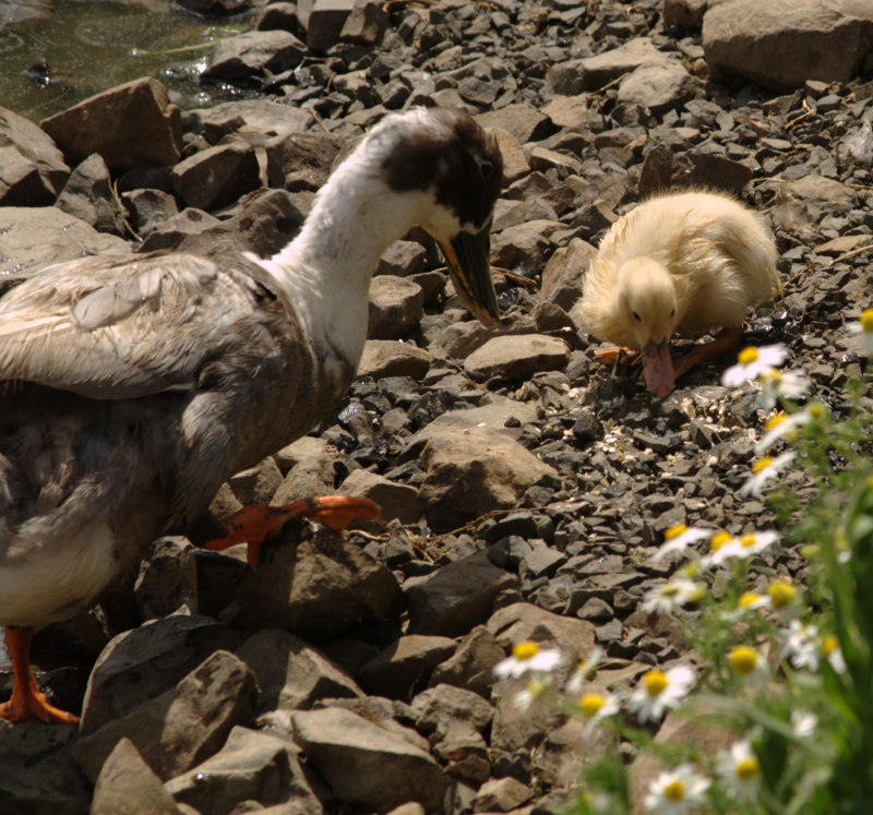 Mama Duck+Duckling