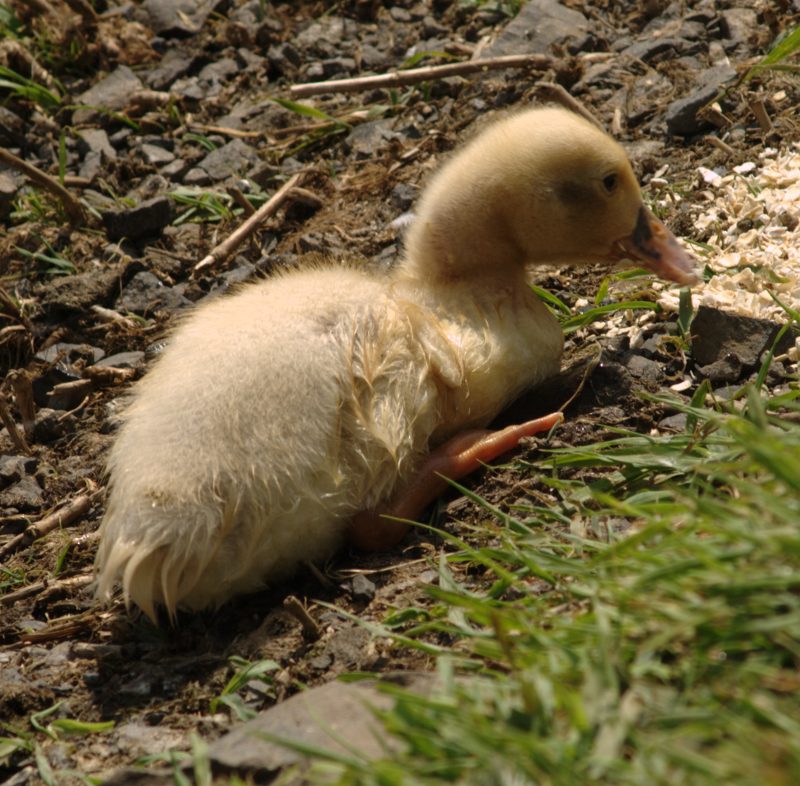 Duckling