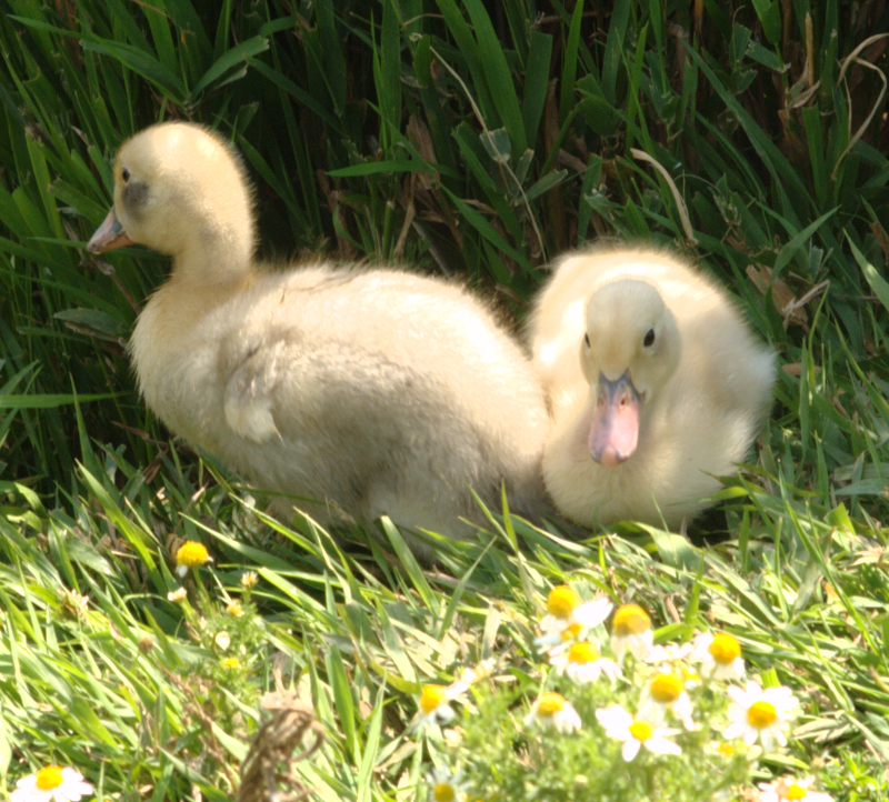 Ducklings