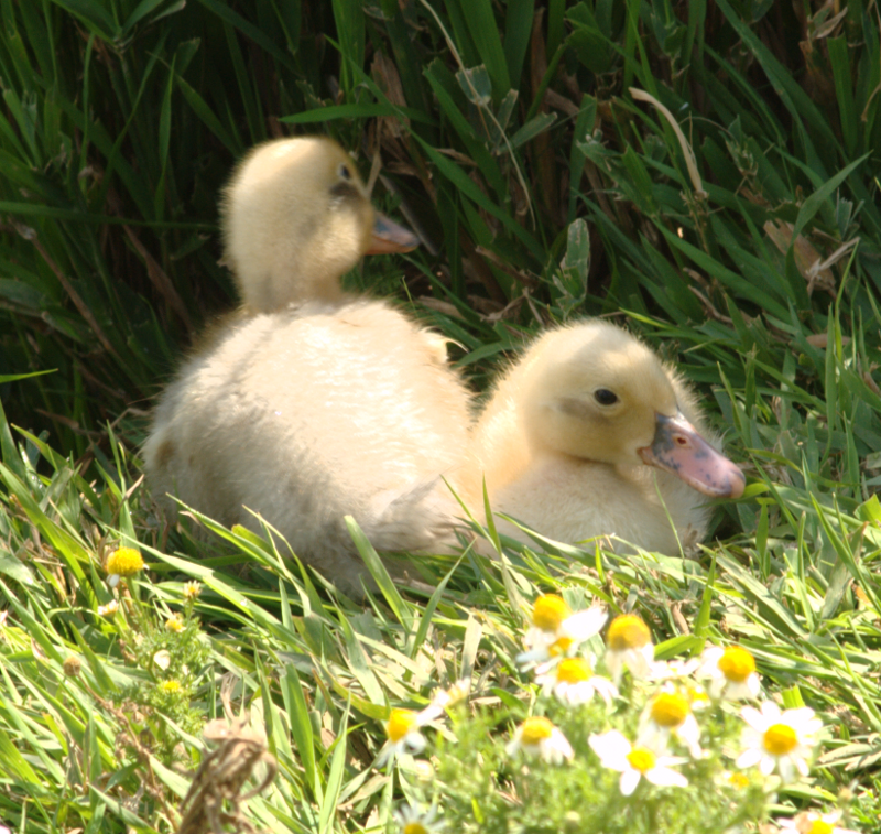 Ducklings
