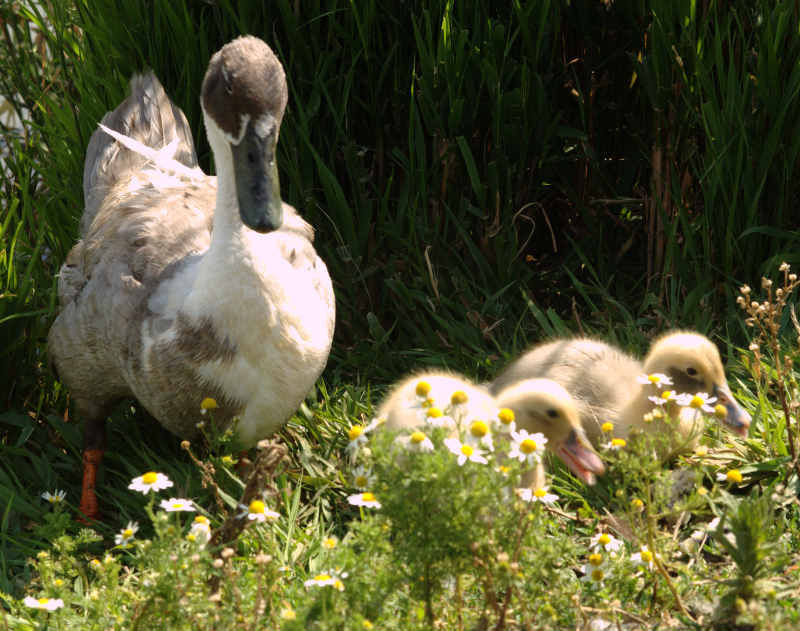 Duck+Ducklings