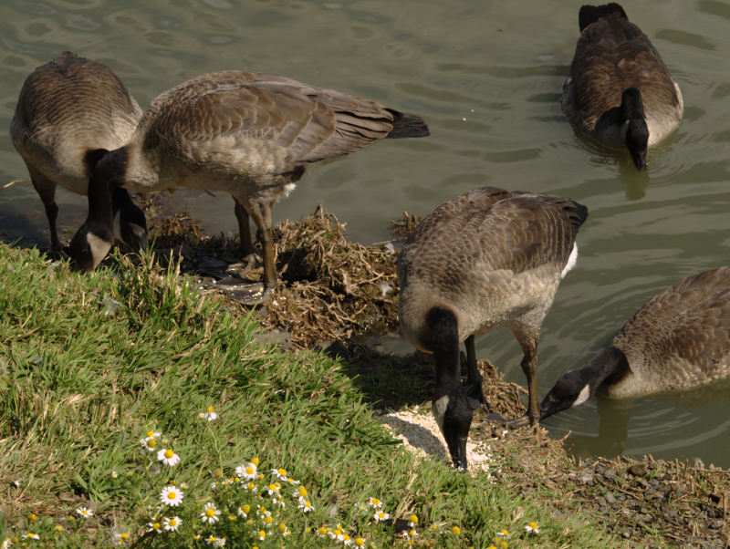 Canada Goose Goslings
