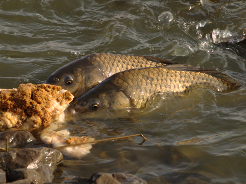 Carp feeding