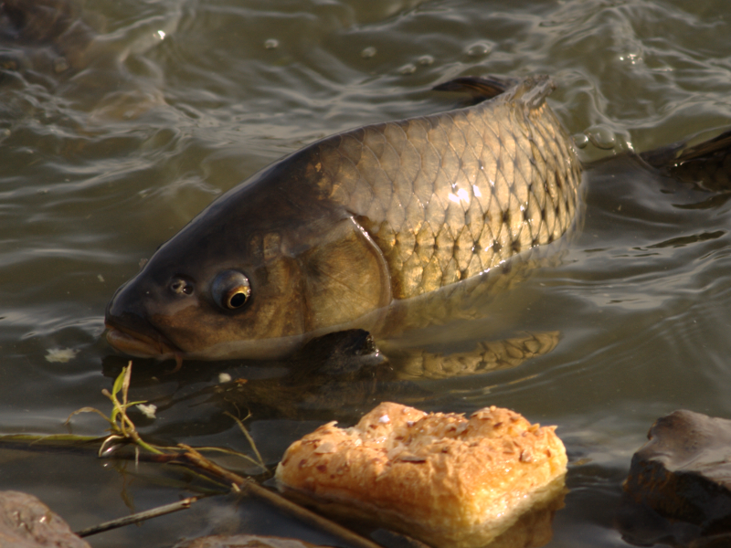 Carp feeding