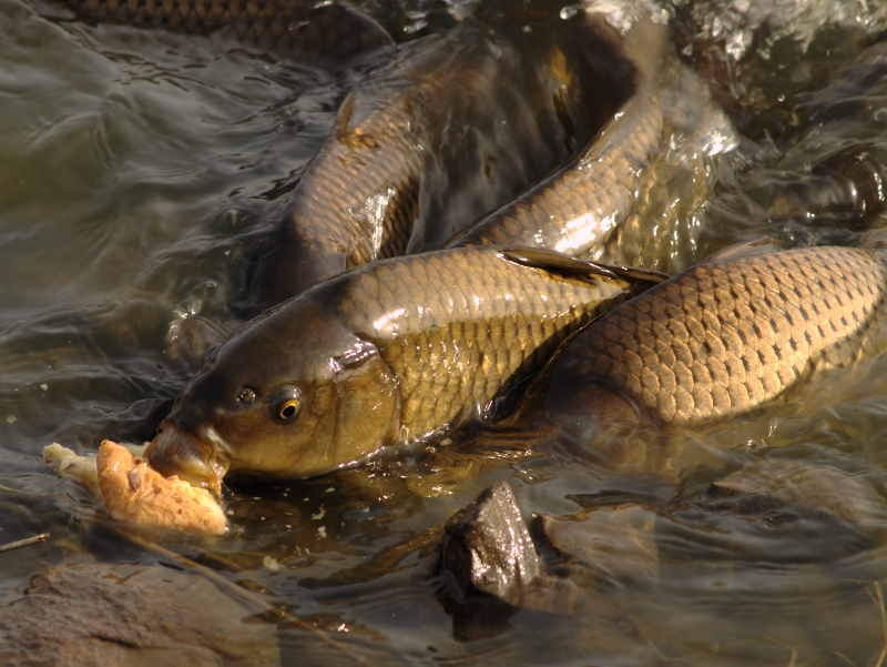 Carp feeding