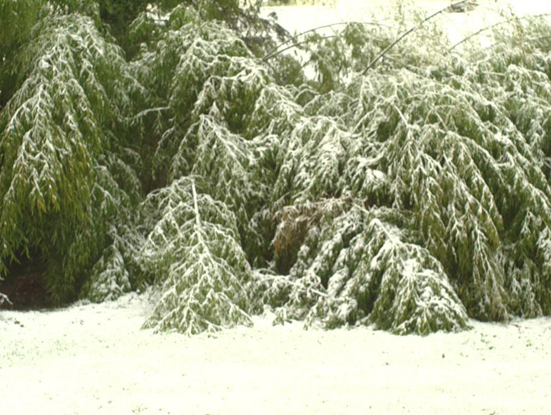 Snow on trees