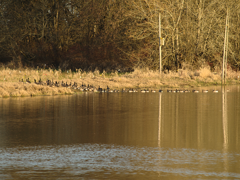 Canada Geese pair