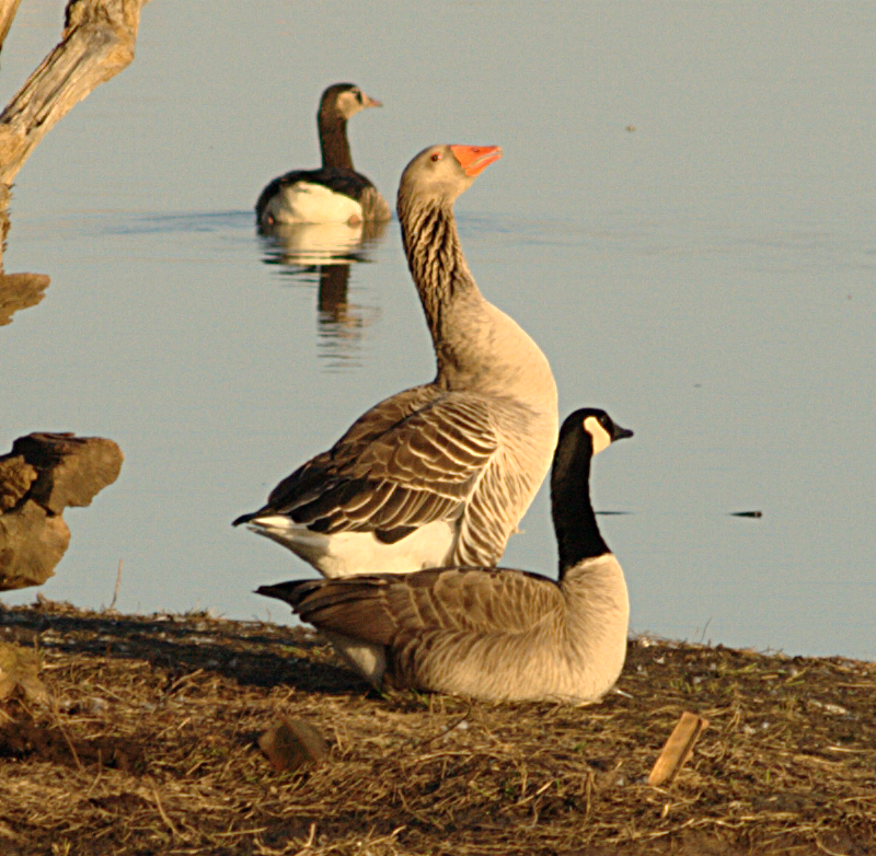 Greylag Goose