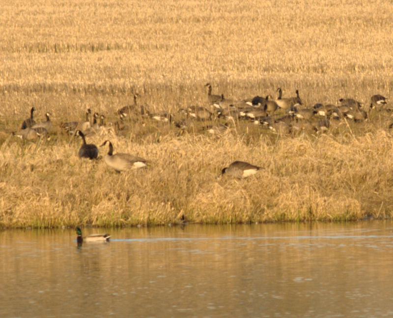 American Coot and Mallard Duck