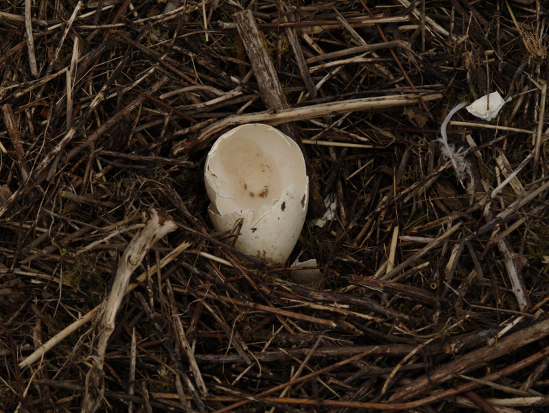 broken Canada Geese egg