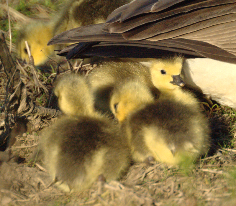 Canada Goose goslings