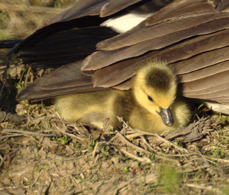 Canada Goose gosling
