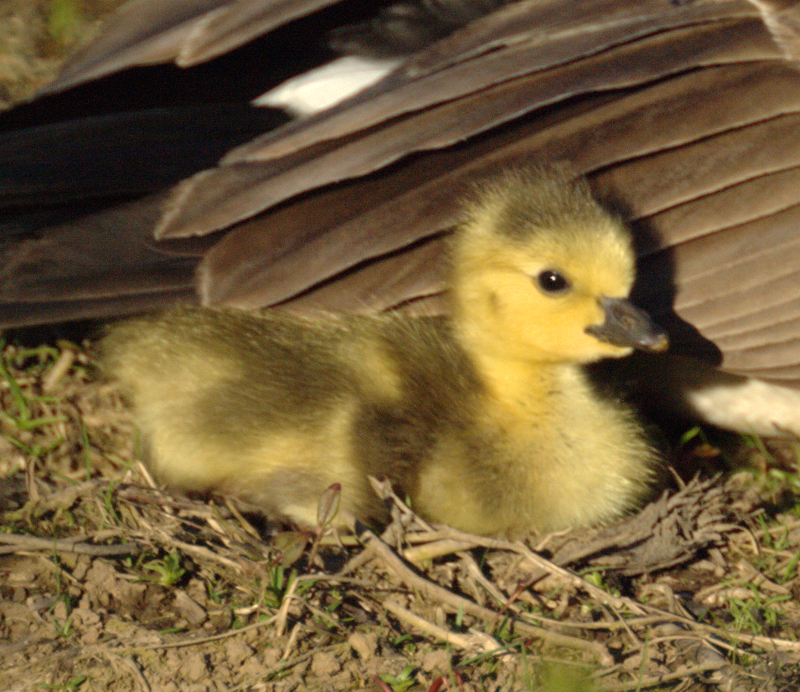 Canada Goose gosling