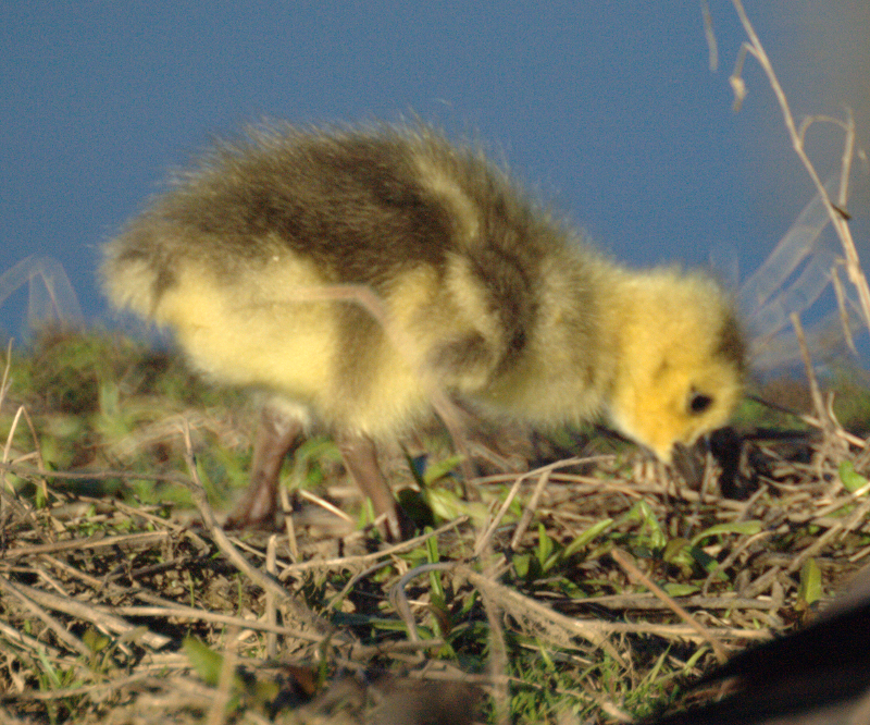 Canada Goose gosling