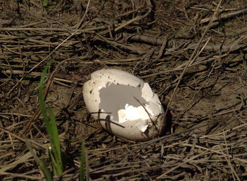Canada Goose broken egg