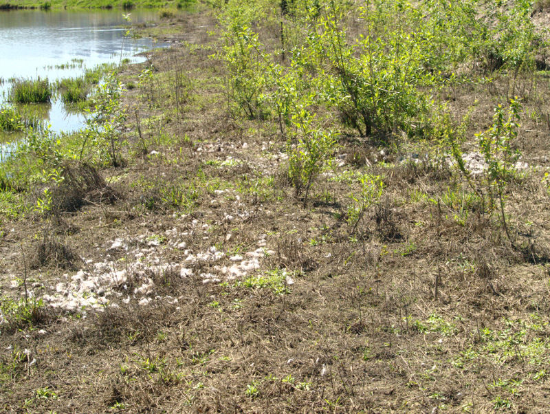 Canada Goose feathers