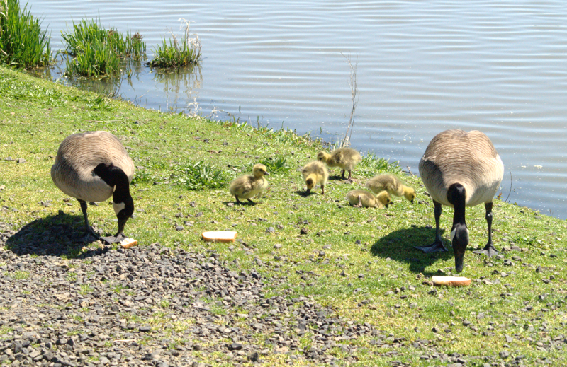 Canada Goose family