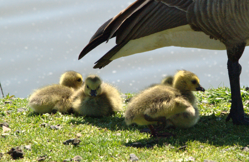 Canada Goose goslings