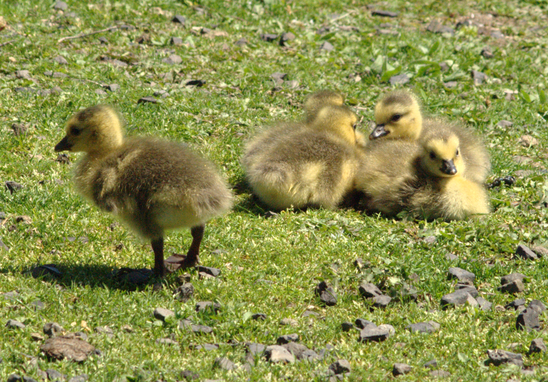 Canada Goose goslings
