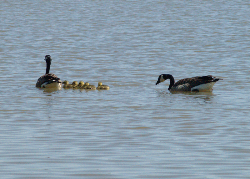 Canada Goose family