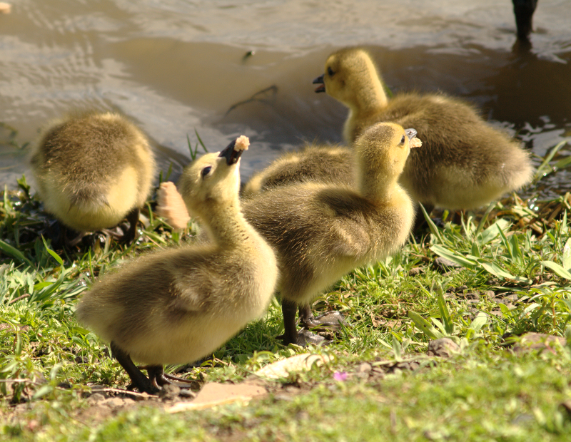 Canada Goose goslings