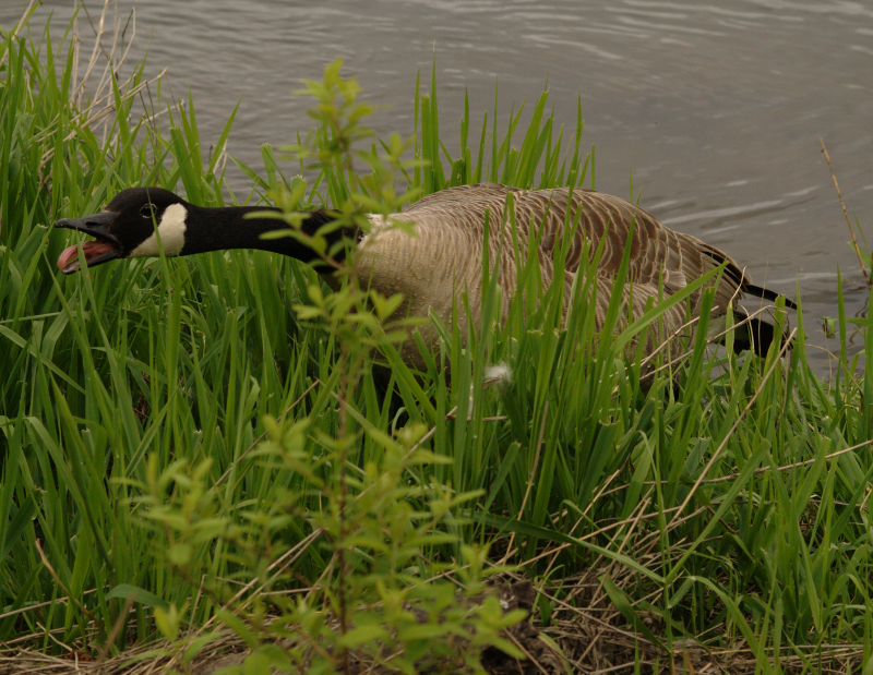 Canada Goose goslings