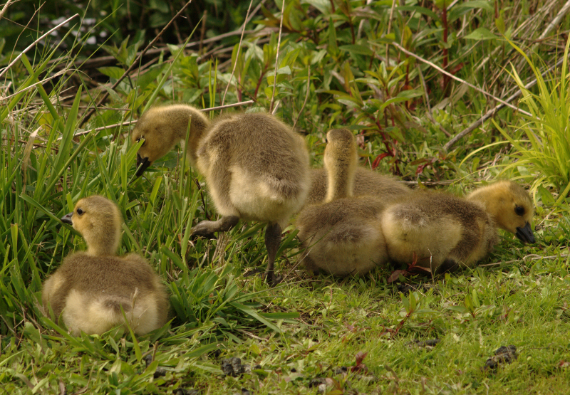5 Canada Goose goslings