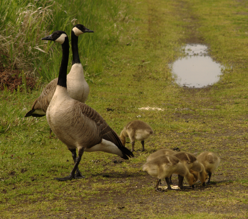 Canada Goose family
