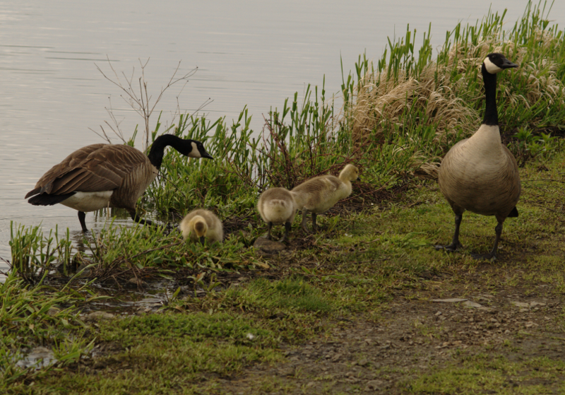 Canada Goose family