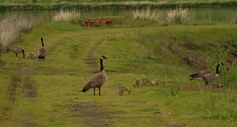 Canada Goose families