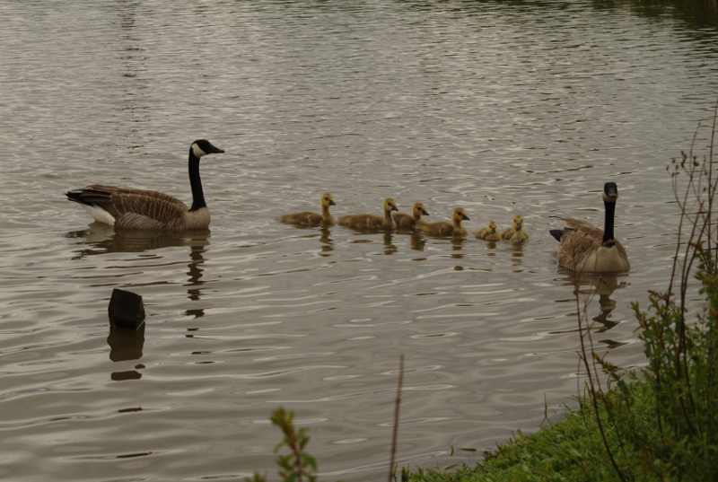 Canada Goose family with goslings