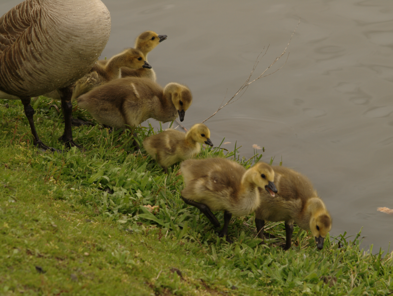 Canada Goose family with goslings