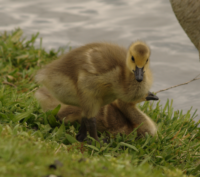 Canada Goose gosling