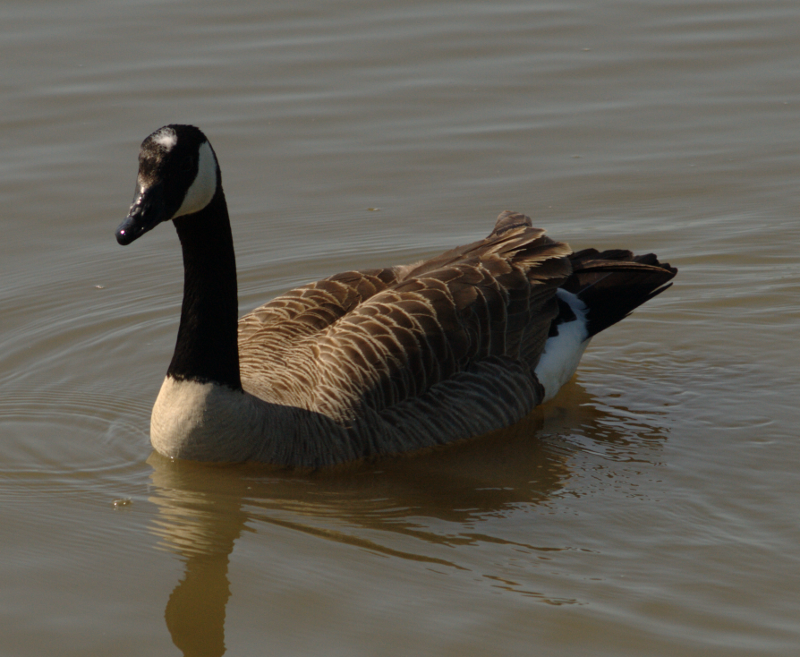 Canada Goose