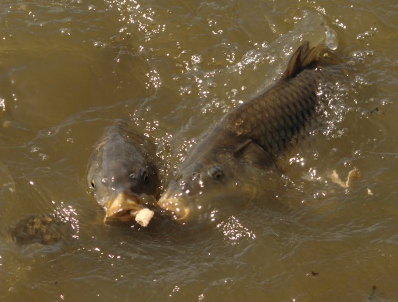 Carp Feeding
