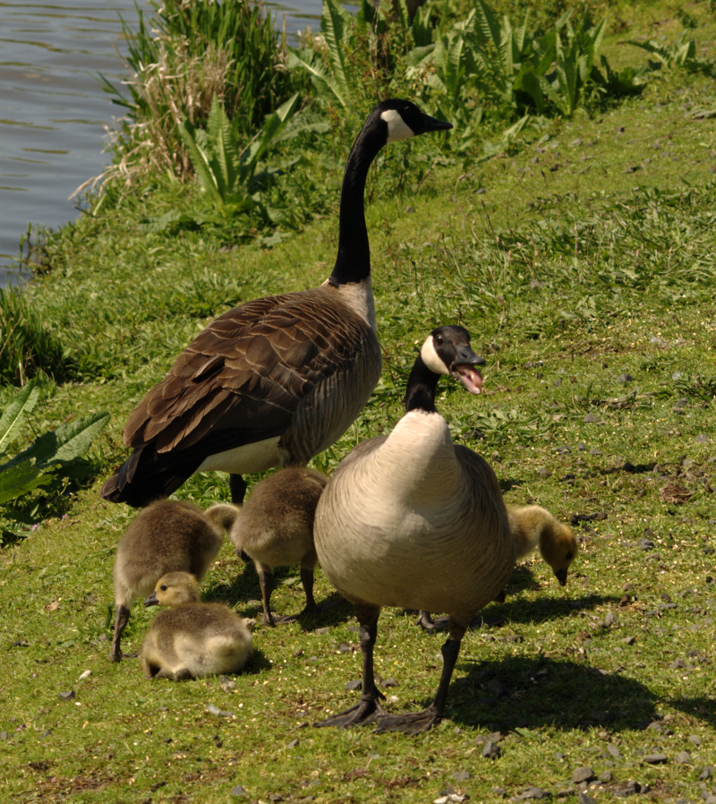 Canada Goose family with goslings