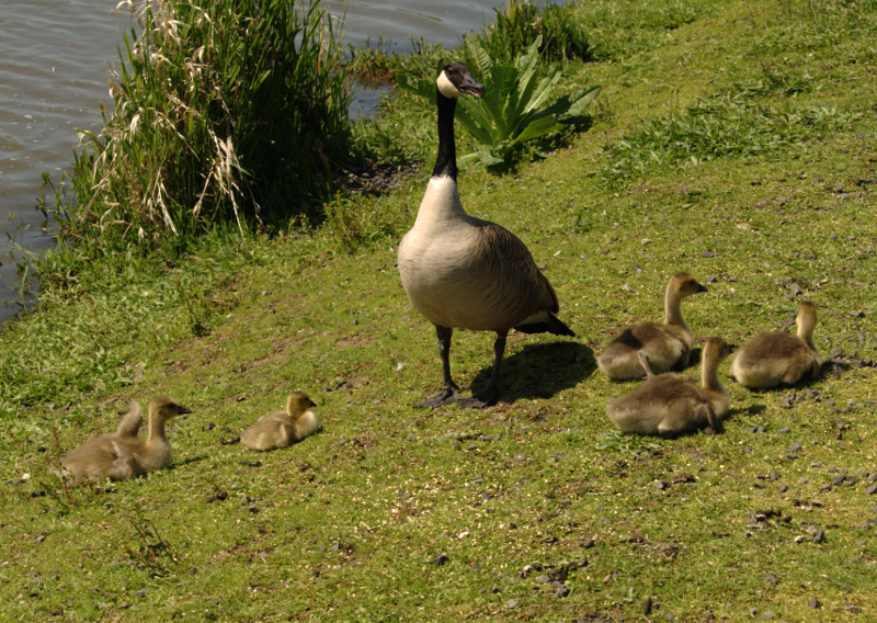 Canada Goose goslings
