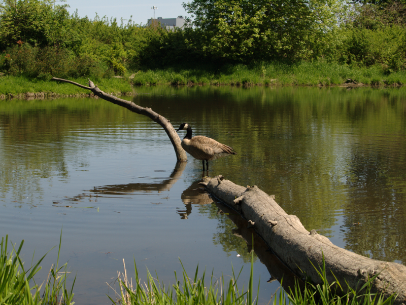 Canada Goose goslings