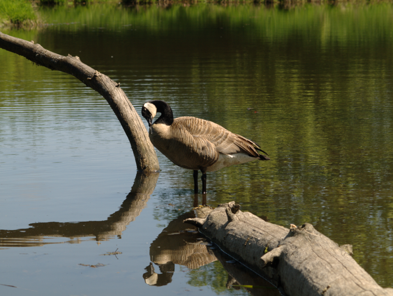 Canada Goose goslings