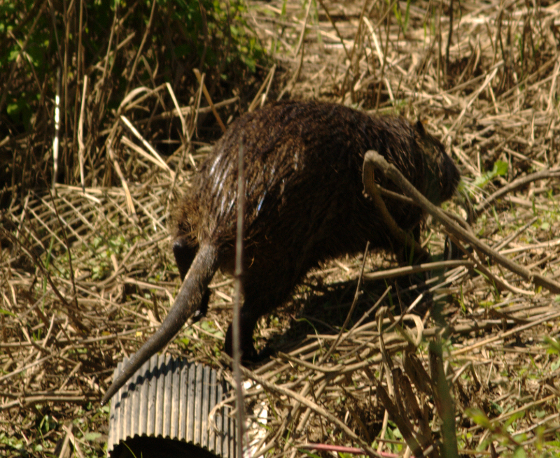 Nutria