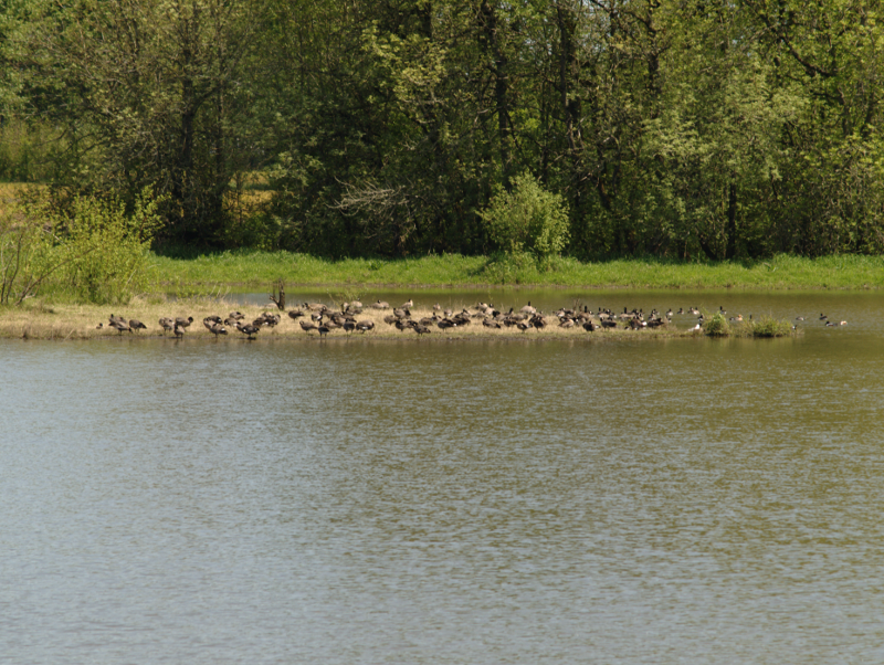 Pondscape with Canada Geese