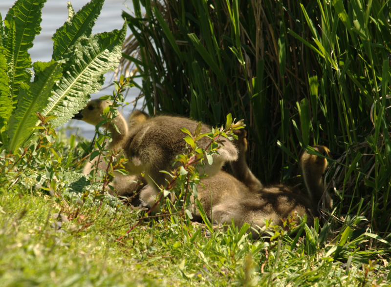Canada Geese family with goslings